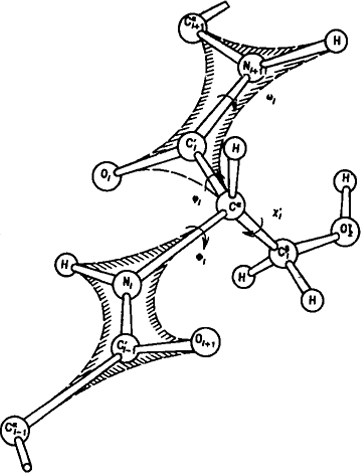 Рис. 6.9. Возможности конформационных переходов в полипептидной цепи. На схеме приведен аминокислотный остаток серина (Ser). Все двухгранные углы в боковом радикале обозначены буквой ?i