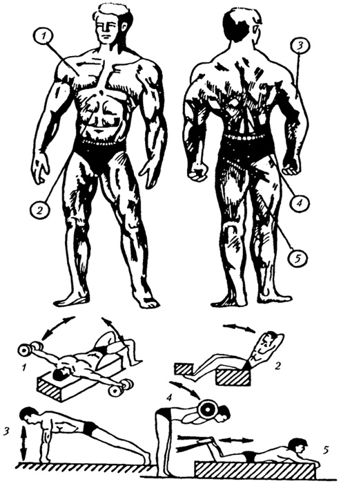 Рис. 5.11. Типичные упражнения, воздействующие на основные группы мышц: 1 - большая грудная мышца; 2 - мышцы брюшного пресса; 3 - разгибатели рук; 4 - разгибатели позвоночного столба и мышцы поясничной области; 5 - сгибатели ног