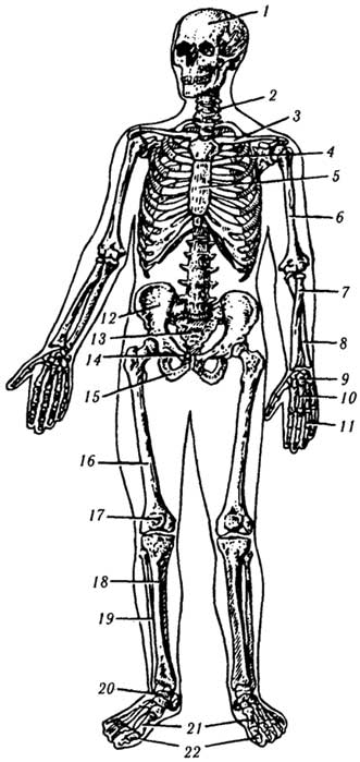 Рис. 2.1. Скелет человека. Вид спереди:1 - череп, 2 - позвоночный столб, 3 - ключица, 4 - ребро, 5 - грудина, 6 - плечевая кость, 7 - лучевая кость, 8 - локтевая кость, 9 - кости запястья, 10 - пястные кости, 11 - фаланги пальцев кисти, 12 - подвздошная кость, 13 - крестец, 14 - лобковая кость, 15 - седалищная кость, 16 - бедренная кость, 17 - надколенник, 18 - большеберцовая кость, 19 - малоберцовая кость, 20 - кости предплюсны, 21 - плюсневые кости, 22 - фаланги пальцев стопы