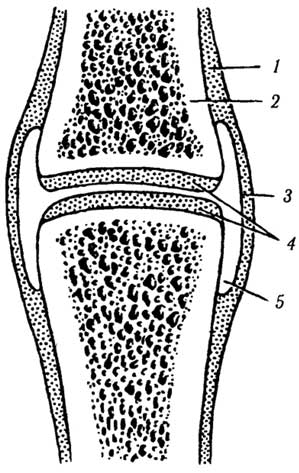 Рис. 2.2. Схема строения сустава:1 - надкостница, 2 - кость, 3 - суставная капсула, 4 - суставной хрящ, 5 - суставная полость