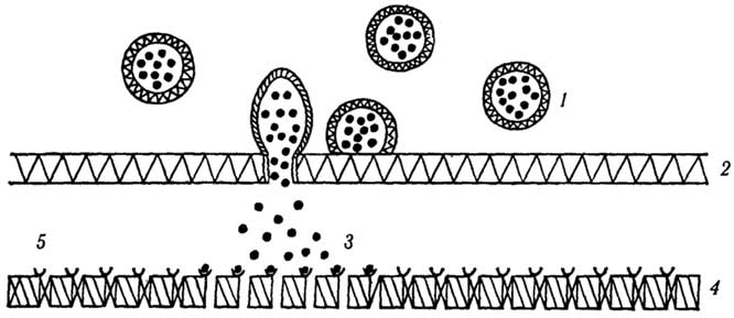 Рис. 2.5. Схематическое изображение процессов, происходящих в синапсе при возбуждении:1 - синаптические пузырьки, 2 - пресинаптическая мембрана, 3 - медиатор, 4 - постсинаптическая мембрана, 5 - синаптическая щель