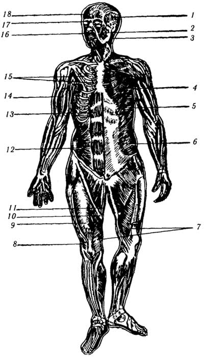 Рис. 2.6. Мышцы передней половины тела (по Сыльвановичу): 1 - височная мышца, 2 - жевательная мышца, 3 - грудимо-ключично-сосцевидная мышца, 4 - большая грудная мышца, 5 - передняя лестничная мышца, 6 - наружная косая мышца живота, 7 - медиальная широкая мышца бедра, 8 - латеральная широкая мышца бедра, 9 - прямая мышца бедра, 10 - портняжная мышца, 11 - нежная мышца, 12 - внутренняя косая мышца живота, 13 - прямая мышца живота, 14 - двуглавая мышца плеча, 15 - наружные межреберные мышцы, 16 - круговая мышца рта, 17 - круговая мышца глаза, 18 - лобная мышца