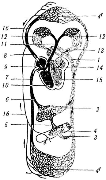 Рис. 2.9. Схема кровообращения человека:1 - аорта, 2 - печеночная артерия, 3 - артерия пищеварительного тракта, 4 - капилляры кишечника, 4' - капилляры органов тела; 5 - воротная вена печени; 6 - печеночная вена; 7 - нижняя полая вена; 8 - верхняя полая вена; 9 - правое предсердие; 10 - правый желудочек; 11 - общая легочная артерия; 12 - капилляры легких; 13 - легочные вены; 14 - левое предсердие; 15 - левый желудочек; 16 - лимфатические сосуды