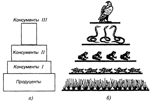 Рис. 47. Упрощенная схема экологической пирамиды (а) и пирамиды чисел (б)