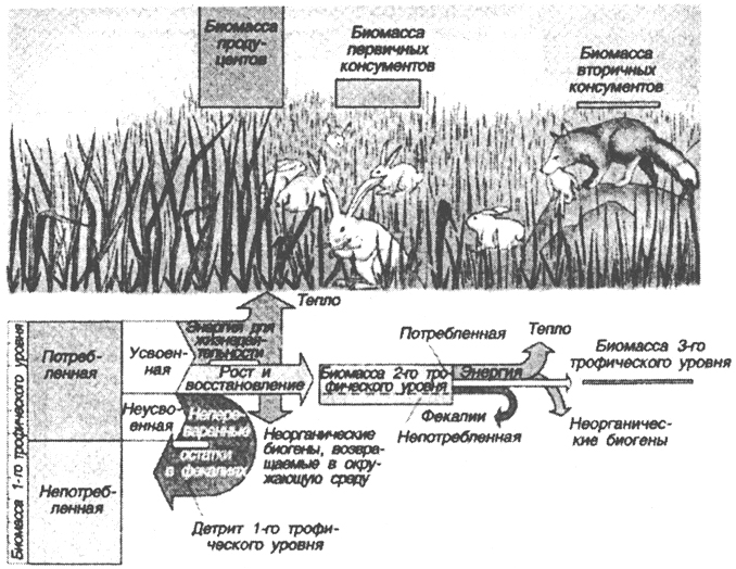 Рис. 48. Снижение биомассы с повышением трофического - уровня (по Б. Небелу, 1992)