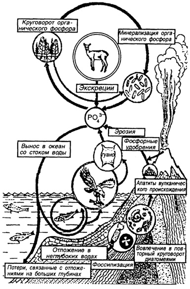 Рис. 51. Круговорот фосфора в биосфере (по П. Дювиньо, М. Тангу, 1973)