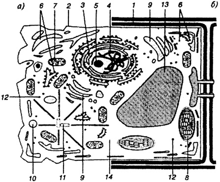 Рис. 25. Комбинированная схема строения животной (а) и растительной (б) клетки: 1 - оболочка; 2 - наружная клеточная мембрана; 3 - ядро; 4 - хроматин; 5 - ядрышко; 6 - эндоплазматическая сеть (гладкая и гранулярная); 7 - митохондрии; 8 - хлоропласта; 9 - аппарат Гольджи; 10 - лизосома; 11 - клеточный центр; 12 - рибосомы; 13 - вакуоль; 14 - цитоплазма
