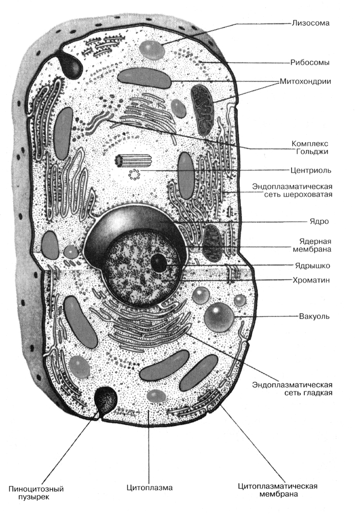 Рис. 4. Строение животной клетки и ее компоненты.