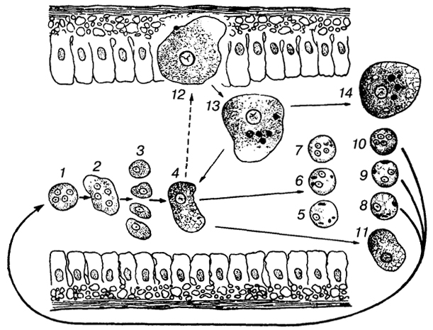 Рис. 90. Схема жизненного цикла дизентерийной амебы.