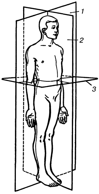 Рис. 134. Плоскости тела человека.