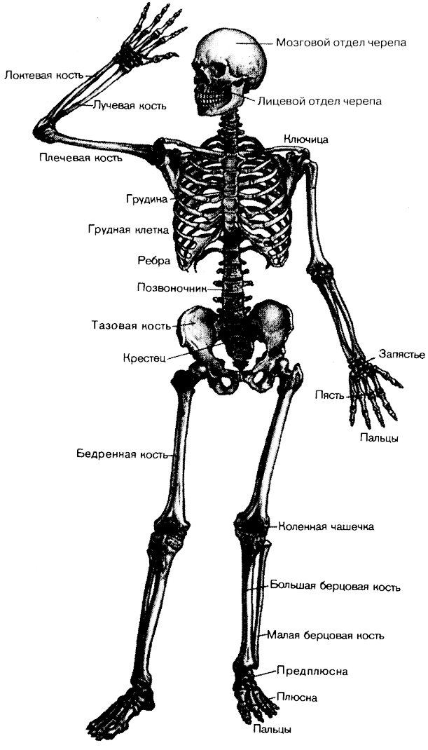 Рис. 136. Общий вид скелета (вид спереди).