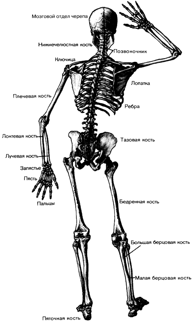 Рис. 137. Общий вид скелета (вид сзади).