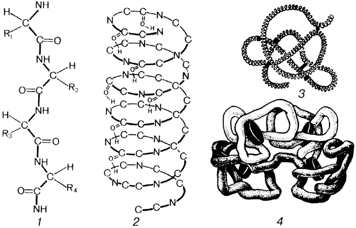 Рис. 30. Различные структуры молекул белка.