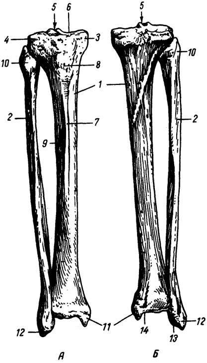 Рис. 152. Кости голени (правые).