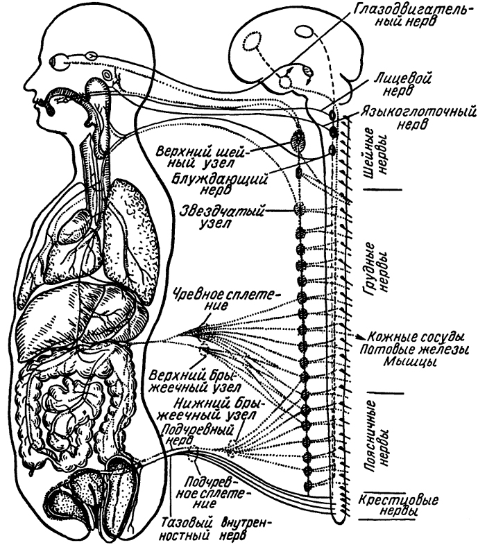 Рис. 198. Вегетативная нервная система. Симпатические ядра (центры) заштрихованы; узлы, нервы (волокна) показаны пунктиром, парасимпатические нервы - черными линиями.