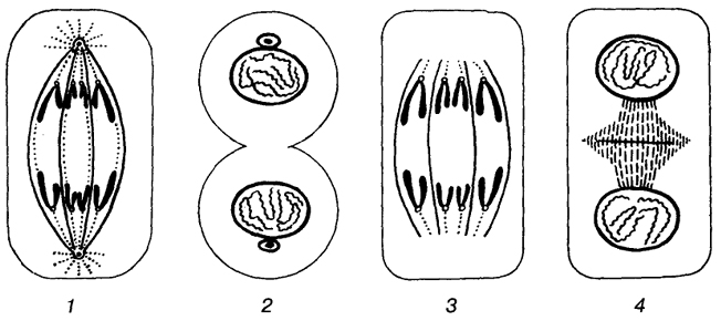 Рис. 43. Образование цитоплазматической мембраны в клетках животных (1, 2) и растений (3, 4).
