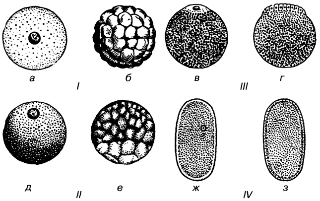 Рис. 67. Типы яиц и способы их дробления (яйца и зародыши изображены вверх анимальным полюсом).