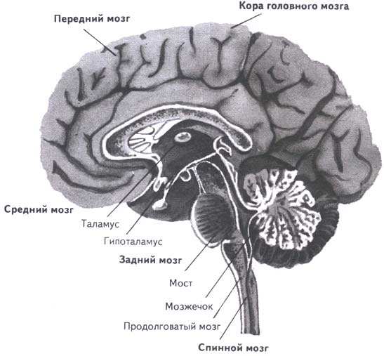 Рис. 4. Общее строение центральной нервной системы человека. Вид в разрезе по продольной щели между двумя полушариями. Спинной мозг показан не полностью