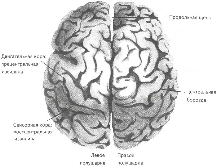 Рис. 7. Большие полушария человеческого мозга. Вид сзади и сверху
