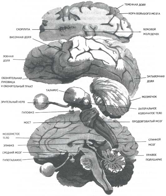 Рис. 11. Важнейшие области и детали строения мозга, имеющие отношение к психике. Левое и правое полушария, а также ряд срединных структур разделены пополам. Внутренние части представлены в левом полушарии как бы в отпрепарированном виде. Глаз и зрительный нерв соединены с гипоталамусом, от нижней части которого отходит гипофиз, верхняя половина левого полушария разрезана так, что можно видеть некоторые базальные ганглии (скопления нейронов) и части левого бокового желудочка