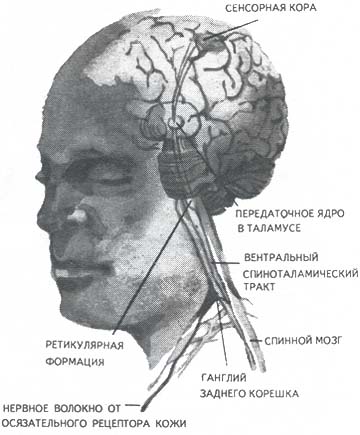 Рис. 18. Ощущения с поверхности тела. Представлены связи, идущие от кожных рецепторов через вставочные нейроны спинного мозга и таламуса к первичной сенсорной зоне коры