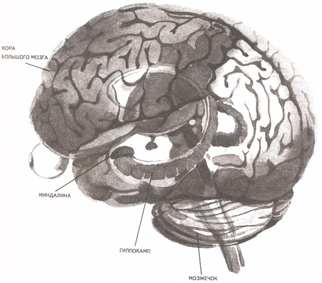 Рис. 23. Структуры мозга, вероятнее всего связанные с памятью
